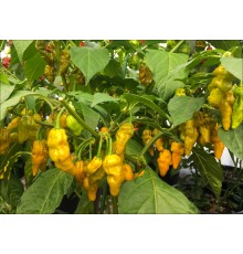 BRMX Mustard