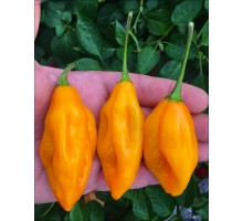 Venezuelan Tiger Orange