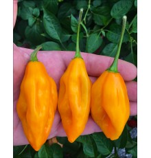 Venezuelan Tiger Orange