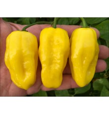 Venezuelan Tiger Yellow