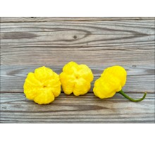 KS Lemon StarrBurst