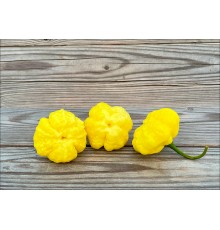 KS Lemon StarrBurst