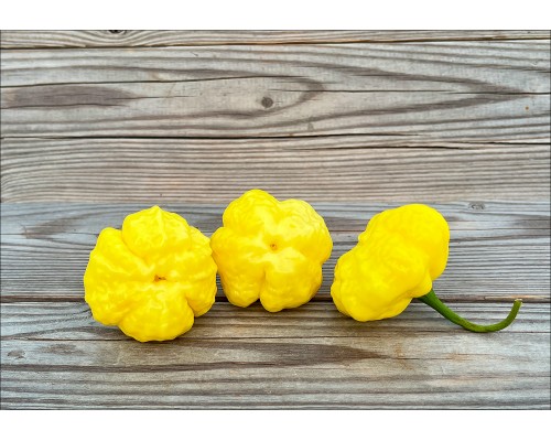 KS Lemon StarrBurst