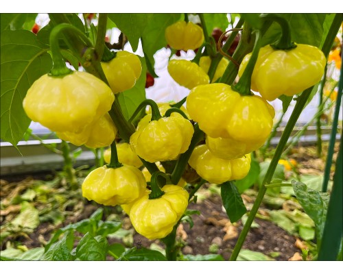 KS Lemon StarrBurst