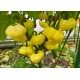 KS Lemon StarrBurst