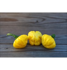 KS Lemon StarrBurst Long