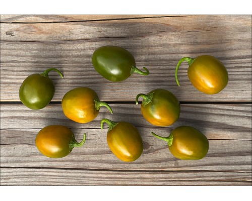 Mini Olive Rocoto