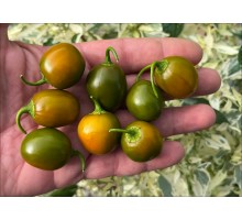 Mini Olive Rocoto