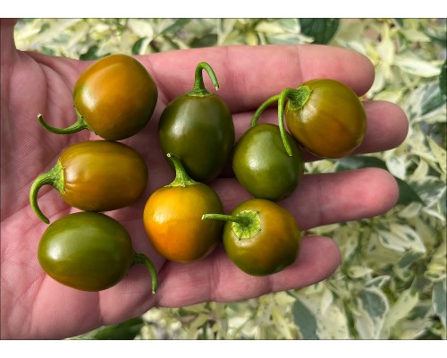Mini Olive Rocoto