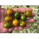 Mini Olive Rocoto