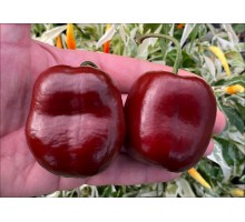 Rocoto Brown