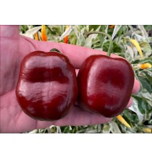 Rocoto Brown