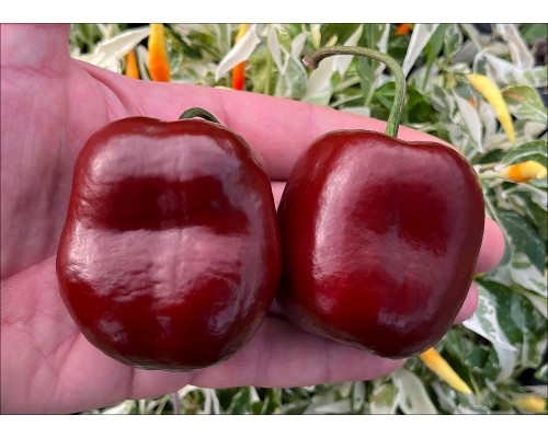 Rocoto Brown