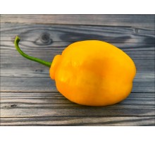 Rocoto De Seda