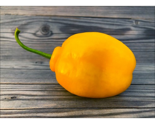 Rocoto De Seda