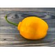Rocoto De Seda