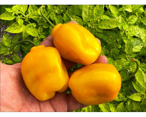 Rocoto De Seda