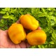 Rocoto De Seda