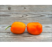 Rocoto Puno Pica Orange