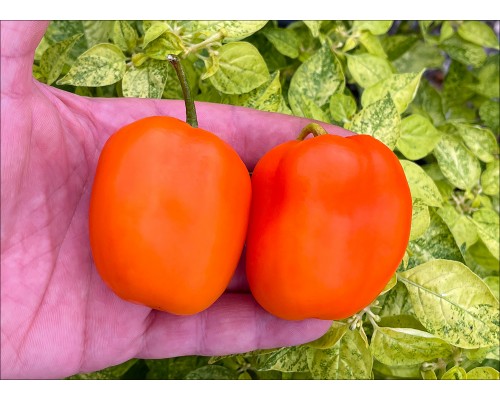 Rocoto Puno Pica Orange