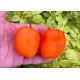 Rocoto Puno Pica Orange