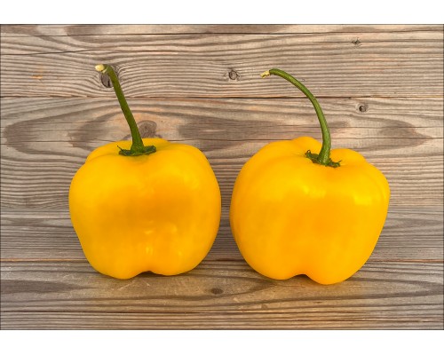 Rocoto Riesen Yellow