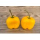 Rocoto Riesen Yellow