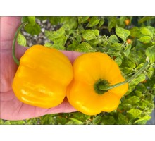 Rocoto Riesen Yellow
