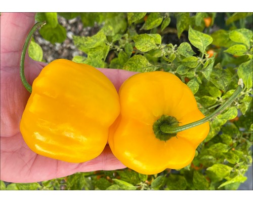 Rocoto Riesen Yellow