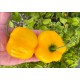 Rocoto Riesen Yellow