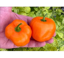 Rocoto Marlene