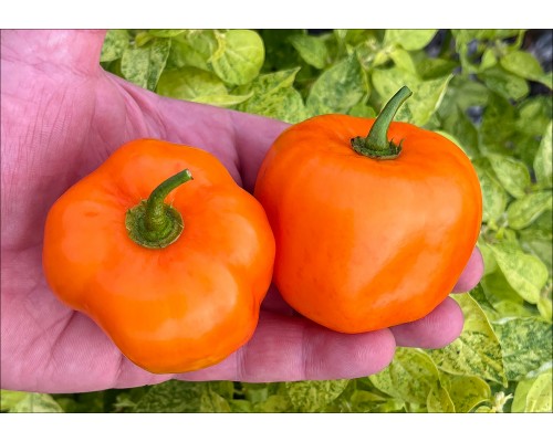 Rocoto Marlene
