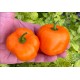 Rocoto Marlene