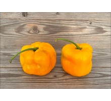 Rocoto Arequipa Amarillo Giant
