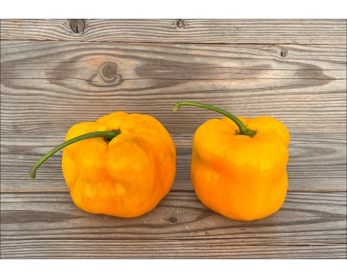 Rocoto Arequipa Amarillo Giant