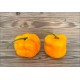 Rocoto Arequipa Amarillo Giant