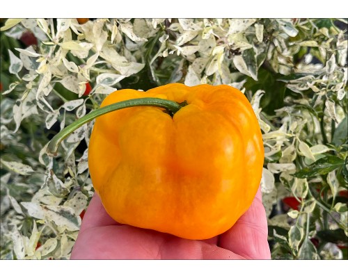 Rocoto Arequipa Amarillo Giant
