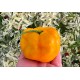 Rocoto Arequipa Amarillo Giant