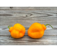 Rocoto Rio Hualaga Orange