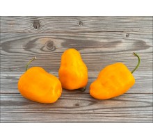 Rocoto CAP 867 Orange