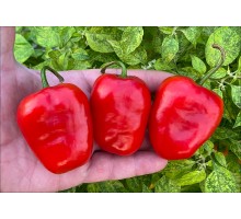Rocoto Costa Rican Red