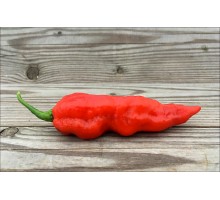 Bhut Jolokia Red