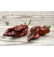 Bhut Jolokia Chocolate Giant
