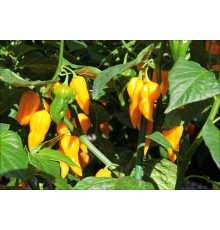 Bhut Jolokia Yellow