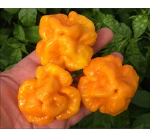 Scotch Bonnet Big Sun