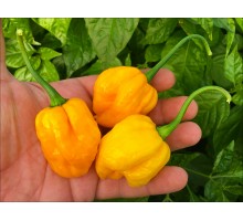 Trinidad Yellow Scotch Bonnet