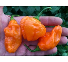 Scotch Bonnet Saraga