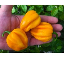 St. Lucia Scotch Bonnet