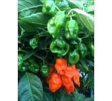 Habanero Perfume