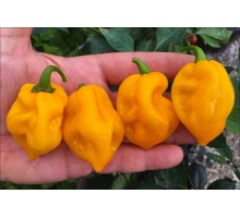 Habanero Big Sun